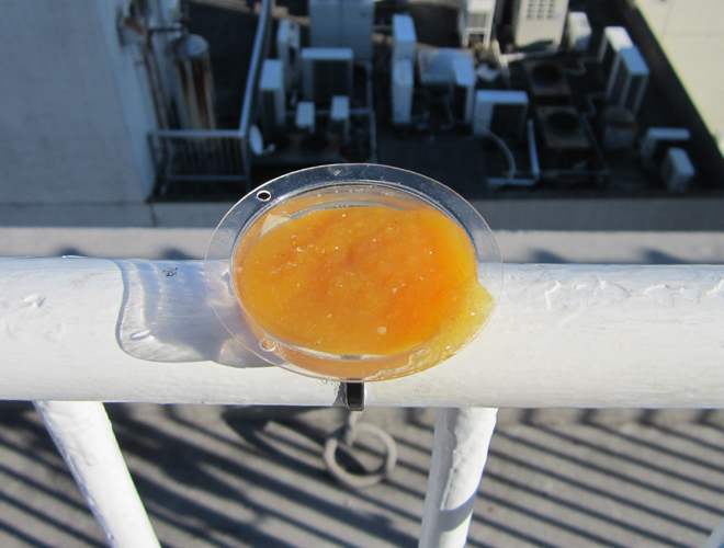 カラス(建物屋上) 1