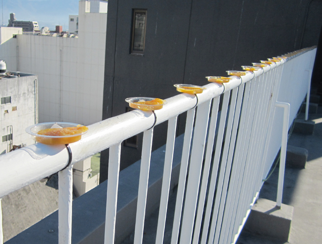 カラス(建物屋上) 2