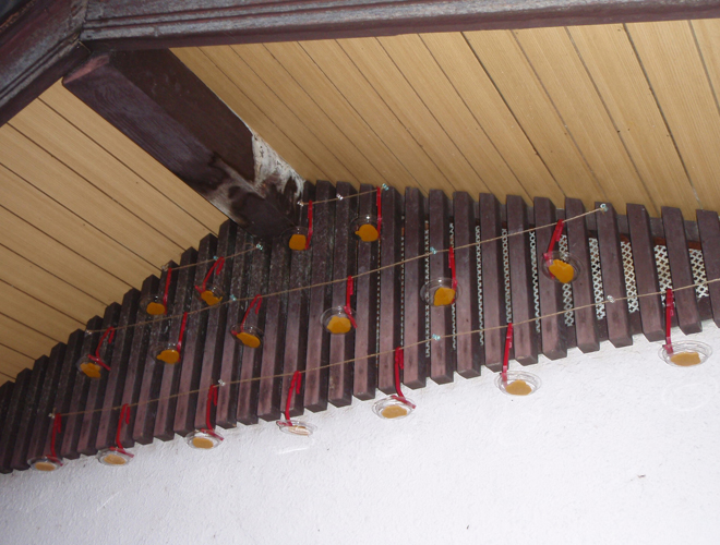 コウモリ(屋根裏) 1