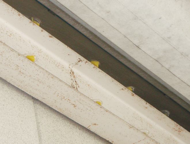 ハト(屋外階段踊り場) 2