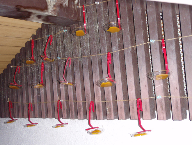 コウモリ(屋根裏) 2