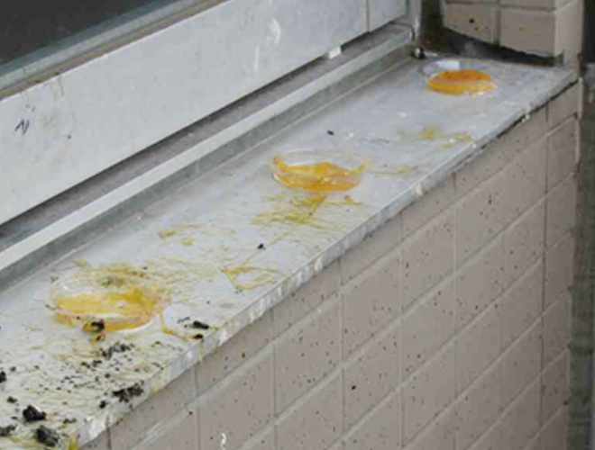 鳥が触れ、まわりに飛び散ったジェル