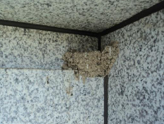 バードフリーを設置しても戻ってくる 1