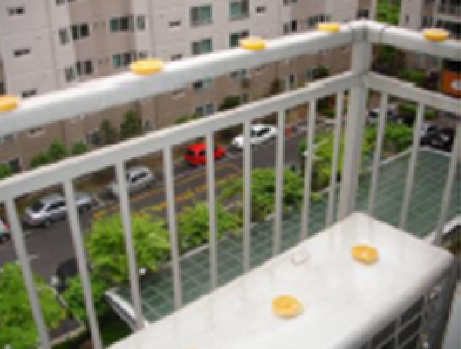 ハト(マンションベランダ・エアコン室外機) 1