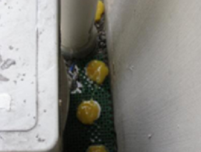 ハト(マンションベランダ・エアコン室外機) 2