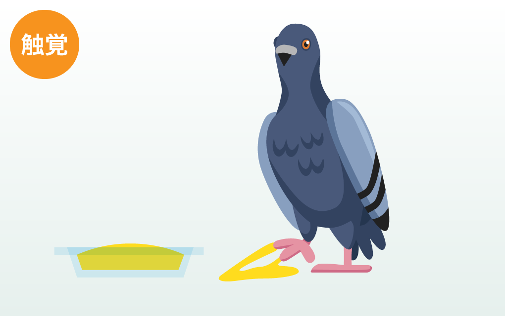 触覚